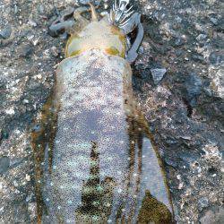 アオリちゃんです